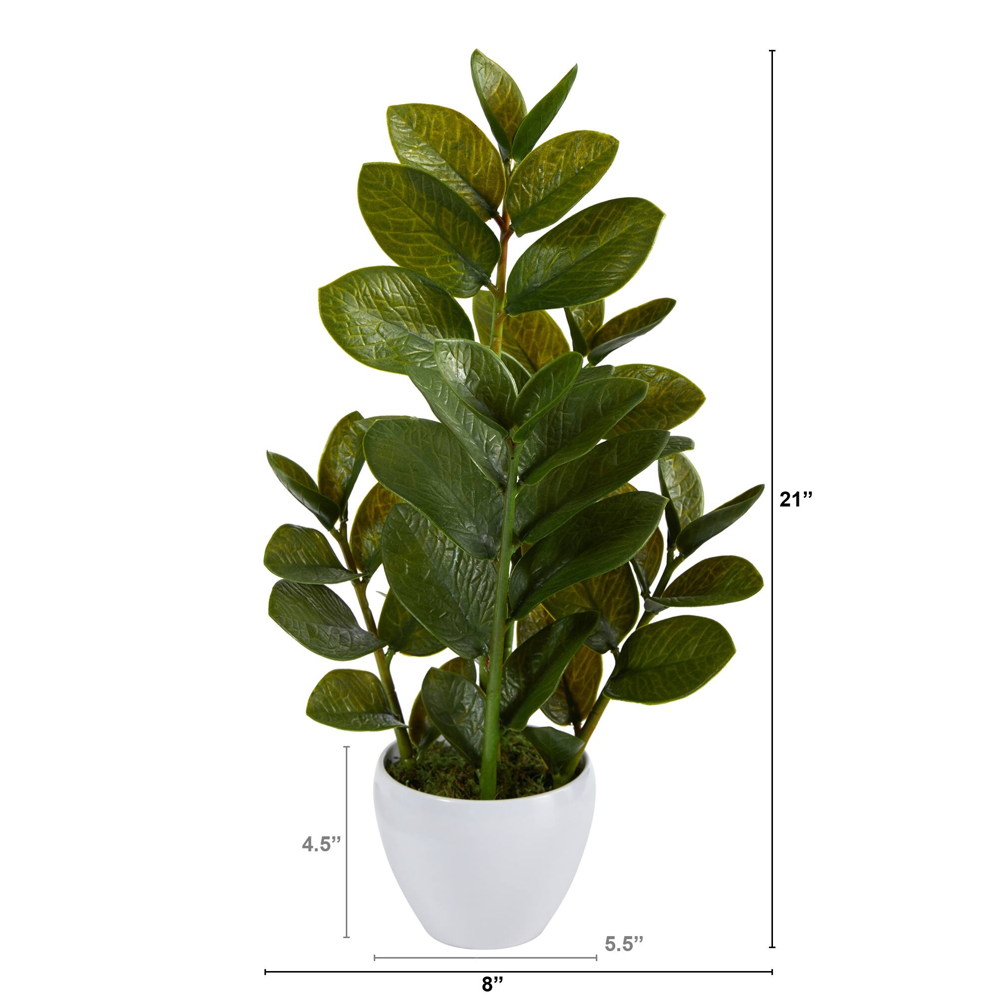 22" ZZ Plant in White Planter